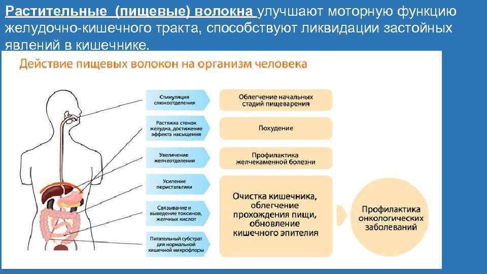 Растительные (пищевые) волокна улучшают моторную функцию желудочно-кишечного тракта, способствуют ликвидации застойных явлений в кишечнике.