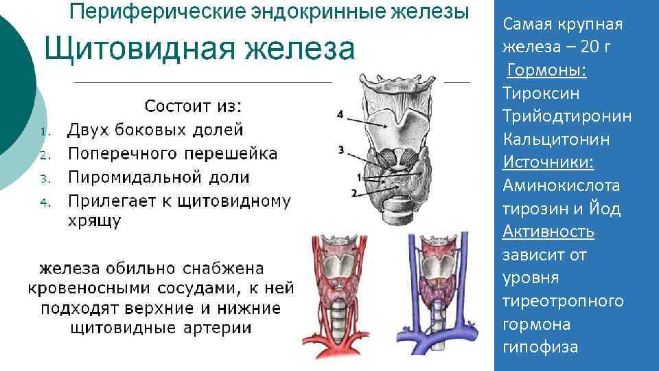  Самая крупная железа – 20 г Гормоны: Тироксин Трийодтиронин Кальцитонин Источники: Аминокислота тирозин