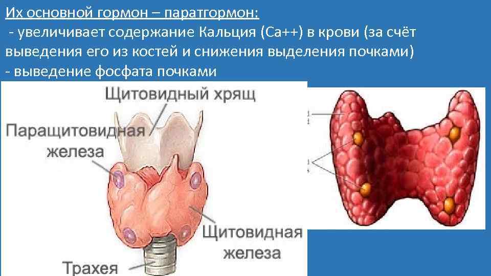 Их основной гормон – паратгормон: - увеличивает содержание Кальция (Са++) в крови (за счёт