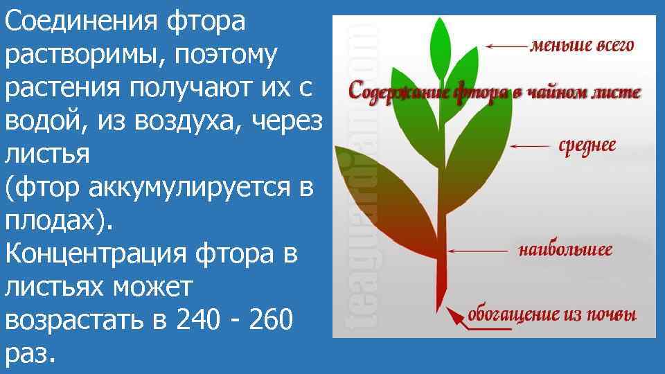 Соединения фтора растворимы, поэтому растения получают их с водой, из воздуха, через листья (фтор