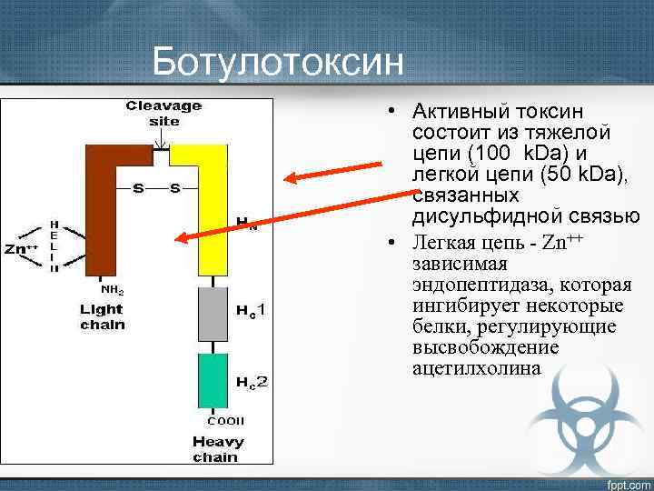 Ботулотоксин • Активный токсин состоит из тяжелой цепи (100 k. Da) и легкой цепи