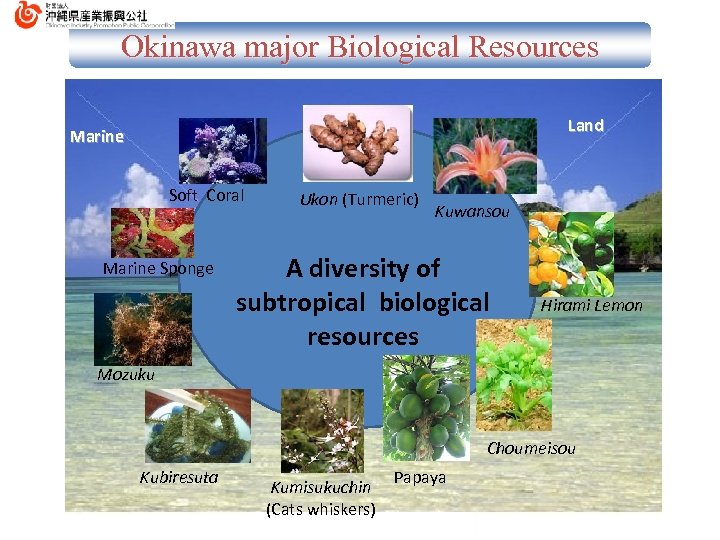 Okinawa major Biological Resources Land Marine Soft Coral Marine Sponge Ukon (Turmeric) Kuwansou A