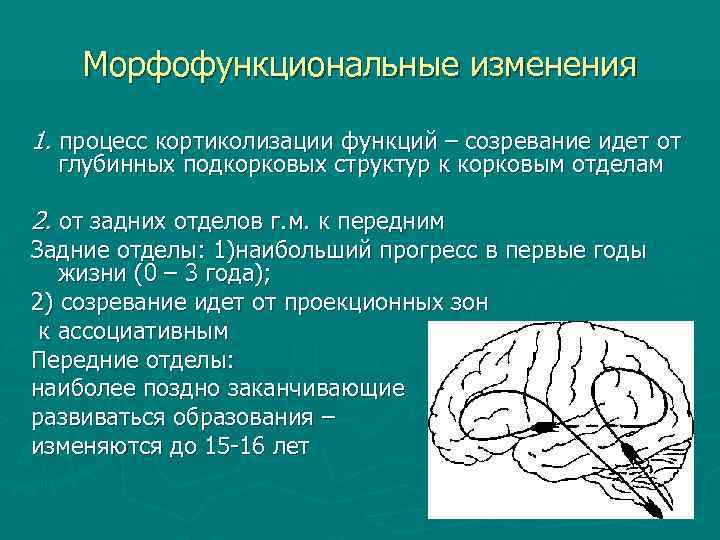 Подкорковые структуры