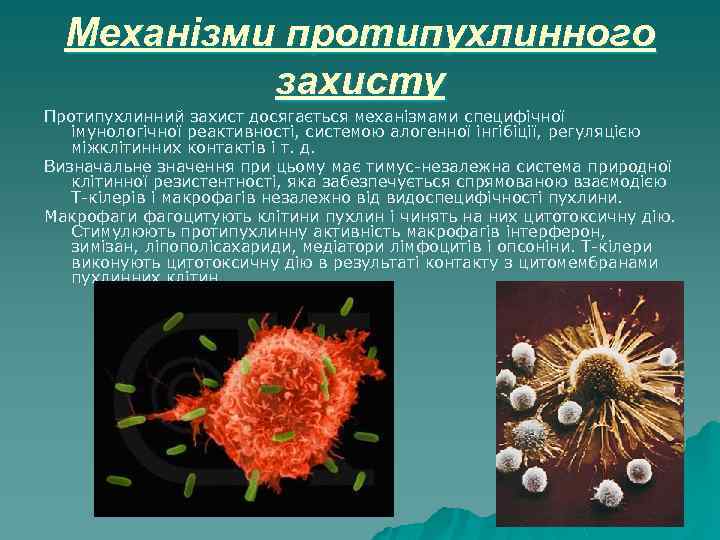 Механізми протипухлинного захисту Протипухлинний захист досягається механізмами специфічної імунологічної реактивності, системою алогенної інгібіції, регуляцією