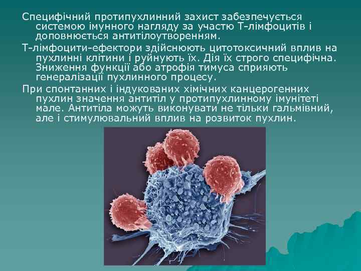 Специфічний протипухлинний захист забезпечується системою імунного нагляду за участю Т-лімфоцитів і доповнюється антитілоутворенням. Т-лімфоцити-ефектори