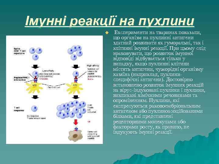 Імунні реакції на пухлини u Експерименти на тваринах показали, що організм на пухлинні антигени