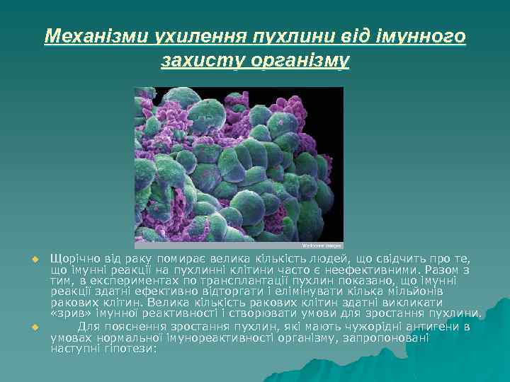 Механізми ухилення пухлини від імунного захисту організму u u Щорічно від раку помирає велика