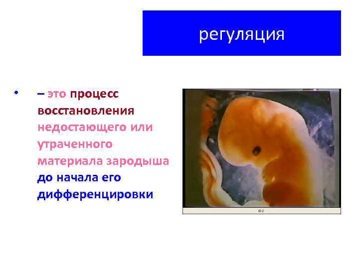 регуляция • – это процесс восстановления недостающего или утраченного материала зародыша до начала его