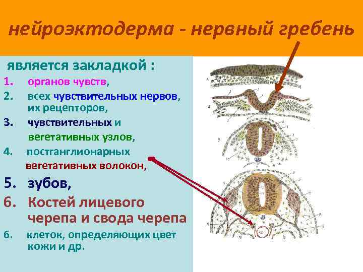 нейроэктодерма - нервный гребень является закладкой : 1. 2. 3. 4. органов чувств, всех