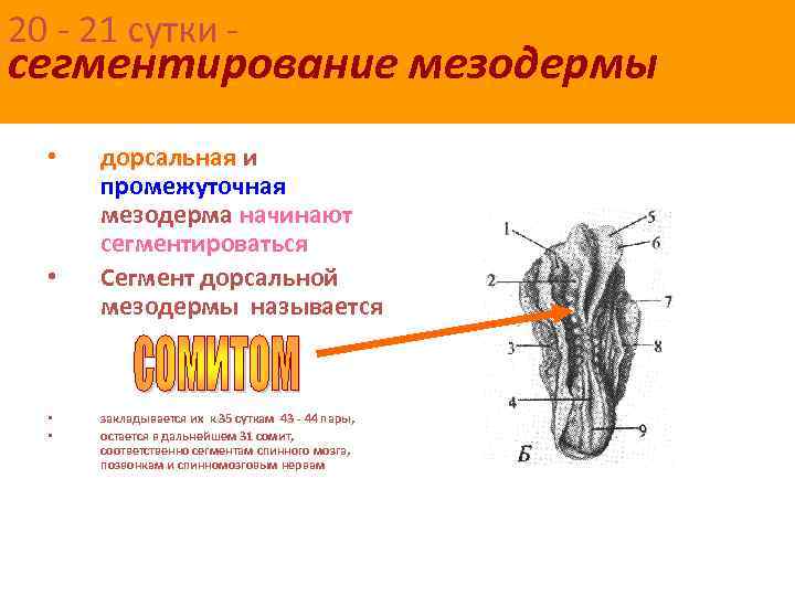 20 - 21 сутки - сегментирование мезодермы • • дорсальная и промежуточная мезодерма начинают