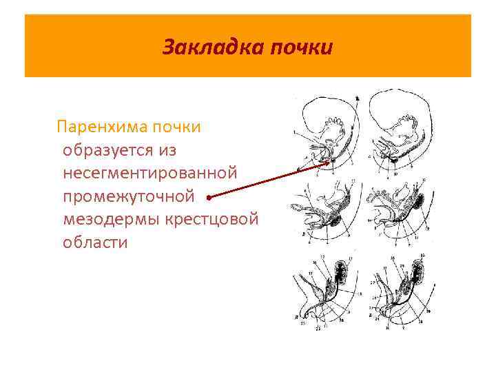 Закладка почки Паренхима почки образуется из несегментированной промежуточной мезодермы крестцовой области 
