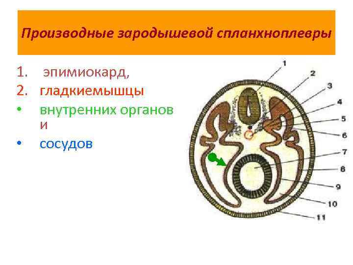 Производные зародышевой спланхноплевры 1. эпимиокард, 2. гладкиемышцы • внутренних органов и • сосудов 
