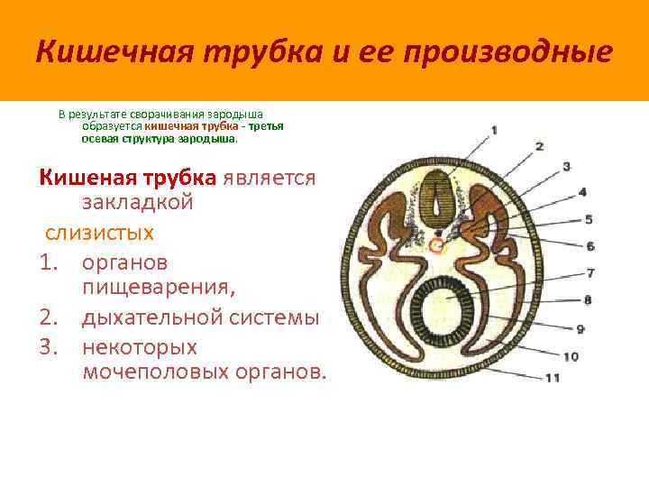 Кишечная трубка и ее производные В результате сворачивания зародыша образуется кишечная трубка - третья