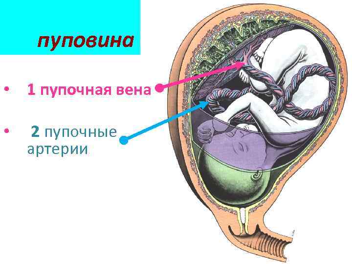 пуповина • 1 пупочная вена • 2 пупочные артерии 