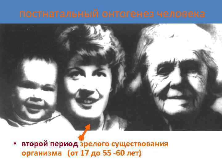 постнатальный онтогенез человека • второй период зрелого существования организма (от 17 до 55 -60