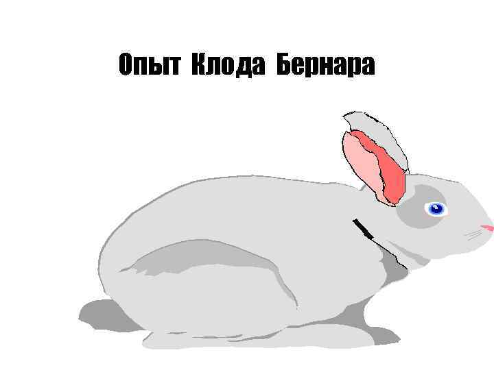 Опыт Клода Бернара 