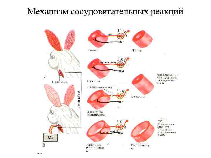 Механизм сосудовигательных реакций 