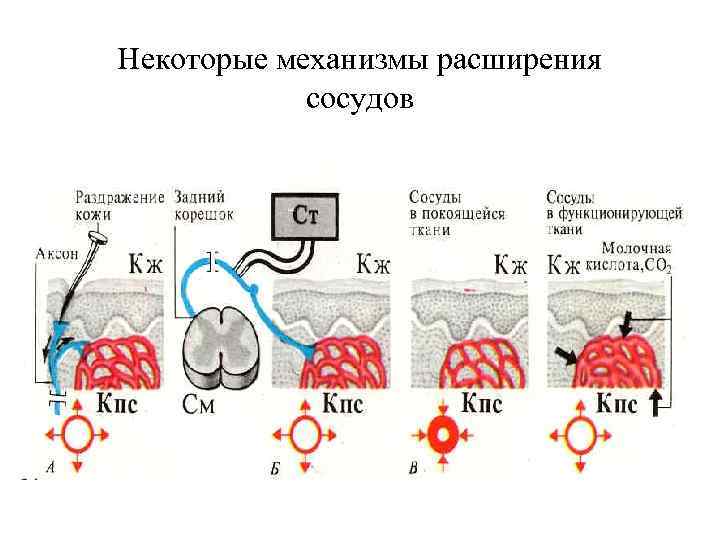 Некоторые механизмы расширения сосудов 