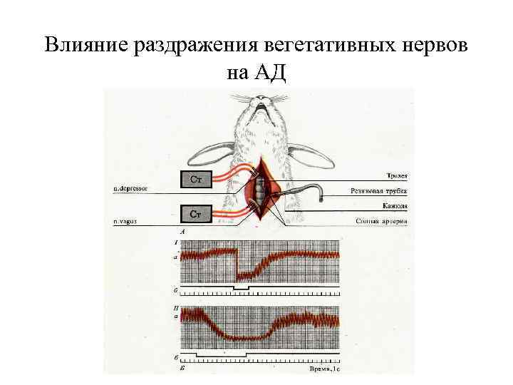 Влияние раздражения вегетативных нервов на АД 