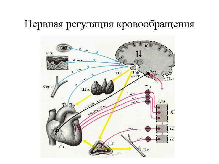 Нервная регуляция кровообращения 