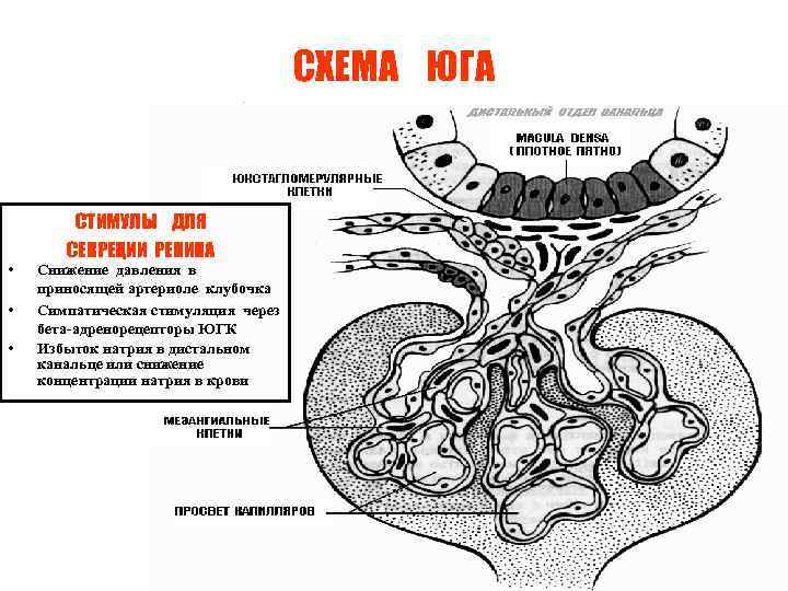 СХЕМА ЮГА • • • СТИМУЛЫ ДЛЯ СЕКРЕЦИИ РЕНИНА Снижение давления в приносящей артериоле