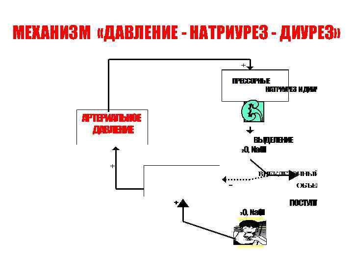 МЕХАНИЗМ «ДАВЛЕНИЕ - НАТРИУРЕЗ - ДИУРЕЗ» 