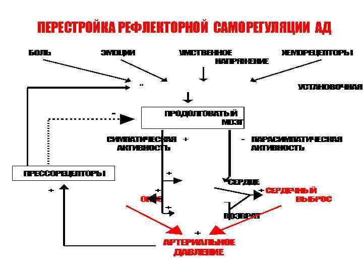 ПЕРЕСТРОЙКА РЕФЛЕКТОРНОЙ САМОРЕГУЛЯЦИИ АД 