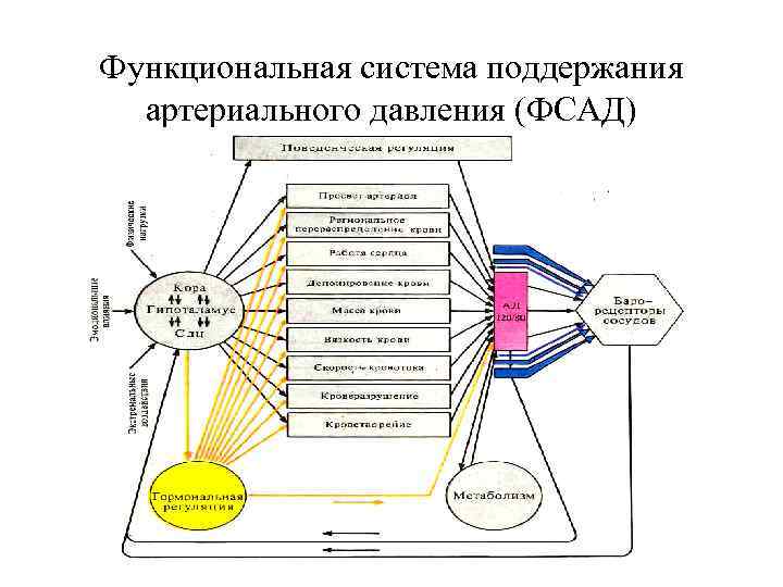 Функциональная система поддержания артериального давления (ФСАД) 