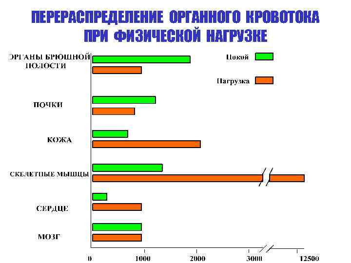 ПЕРЕРАСПРЕДЕЛЕНИЕ ОРГАННОГО КРОВОТОКА ПРИ ФИЗИЧЕСКОЙ НАГРУЗКЕ 