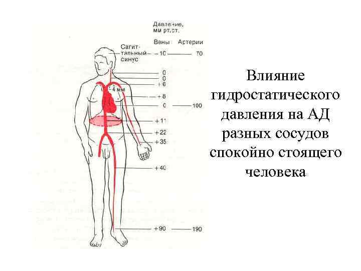 Влияние гидростатического давления на АД разных сосудов спокойно стоящего человека 