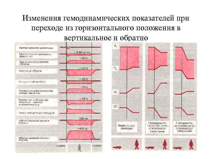 Изменения гемодинамических показателей при переходе из горизонтального положения в вертикальное и обратно 