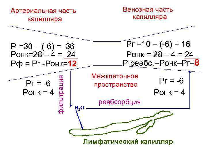 Венозная часть капилляра Рг=30 – (-6) = 36 Ронк=28 – 4 = 24 Рф