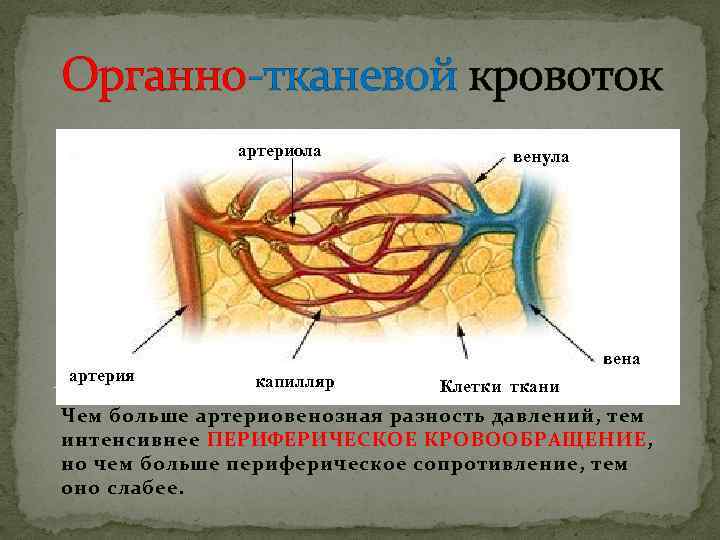 Органно-тканевой кровоток артериола артерия венула вена капилляр Клетки ткани Чем больше артериовенозная разность давлений,