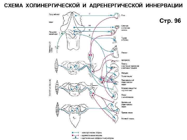 Схема эфферентной иннервации