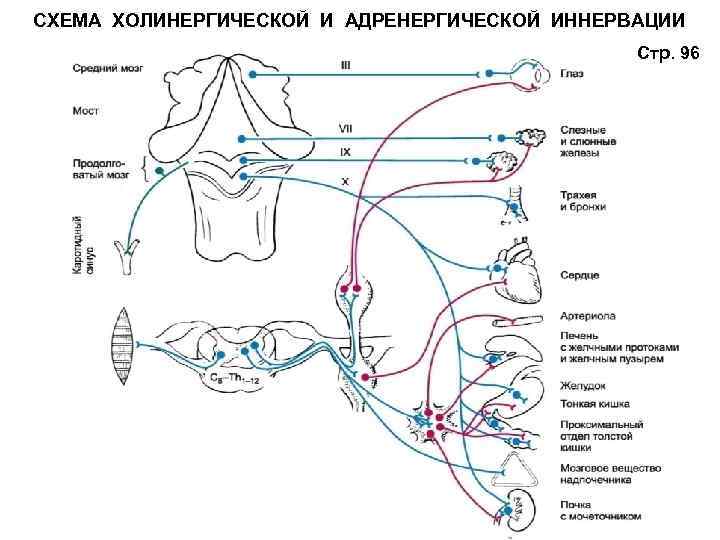 Схема эфферентной иннервации