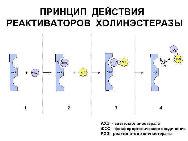 ПРИНЦИП ДЕЙСТВИЯ РЕАКТИВАТОРОВ ХОЛИНЭСТЕРАЗЫ ФОС . . РХЭ . . ФОС АХЭ + 1