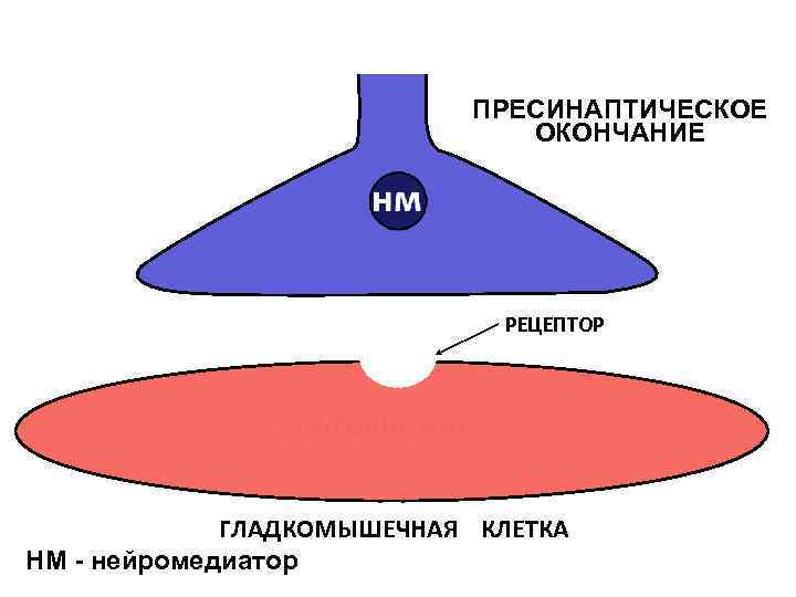 ПРЕСИНАПТИЧЕСКОЕ ОКОНЧАНИЕ РЕЦЕПТОР сокращение ГЛАДКОМЫШЕЧНАЯ КЛЕТКА НМ - нейромедиатор 