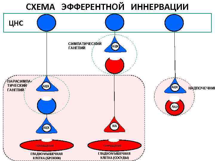 Эфферентная иннервация презентация