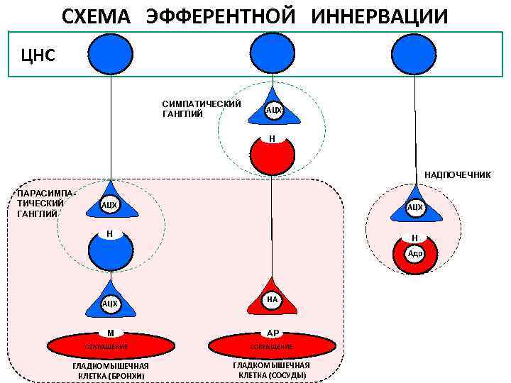 Схема эфферентной иннервации