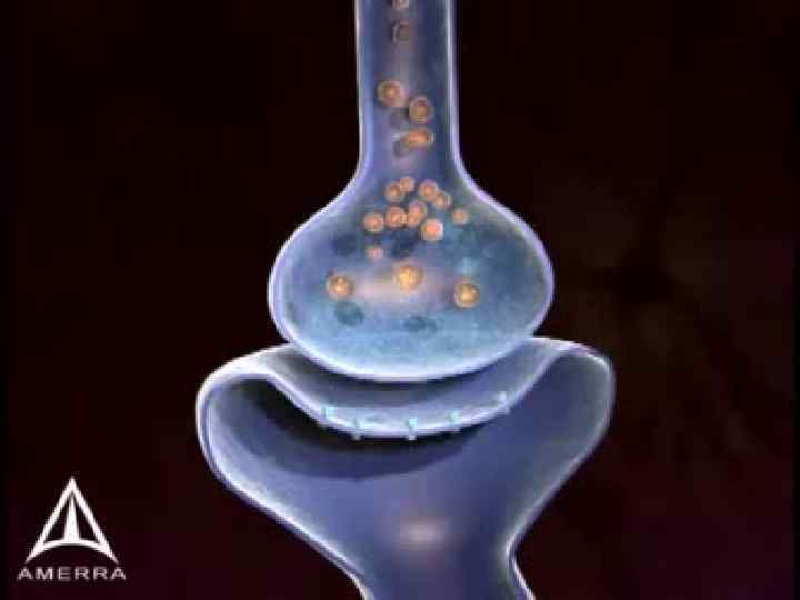 МЕХАНИЗМ ПЕРЕДАЧИ НЕРВНОГО ИМПУЛЬСА В ХОЛИНЕРГИЧЕСКОМ СИНАПСЕ 