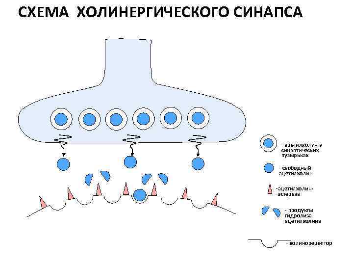 Холинергические синапсы фармакология презентация