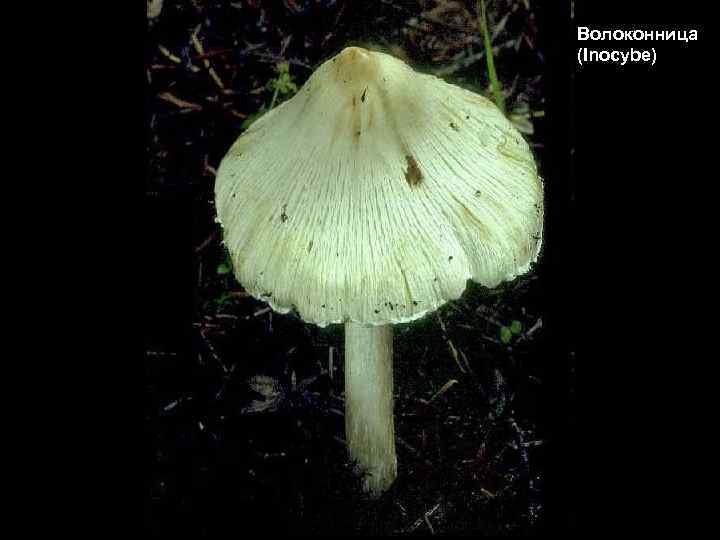 Волоконница (Inocybe) 
