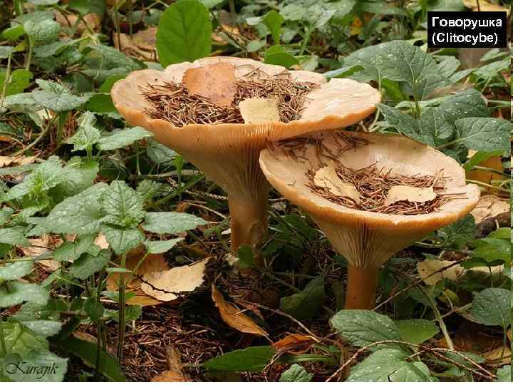 Говорушка (Clitocybe) 