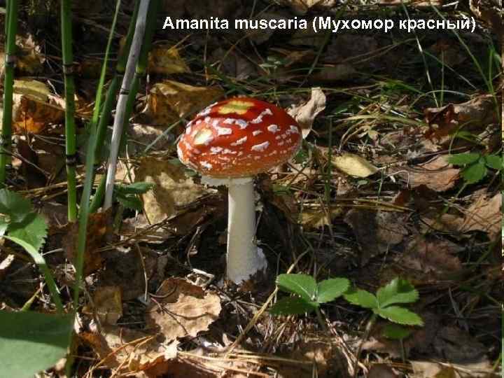 Amanita muscaria (Мухомор красный) 