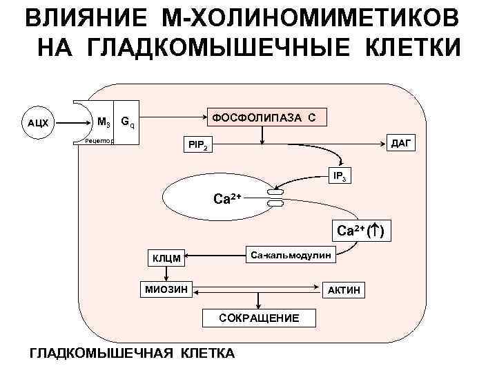 ВЛИЯНИЕ М-ХОЛИНОМИМЕТИКОВ НА ГЛАДКОМЫШЕЧНЫЕ КЛЕТКИ АЦХ ФОСФОЛИПАЗА С М 3 G q Рецептор ДАГ