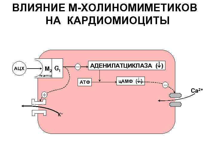 Влияние м. Влияние м холиномиметиков. Кардиомиоциты аденилатциклаза. Средства, влияющие на м-холинорецепторы кардиомиоцитов. Рецепторы кардиомиоцитов.