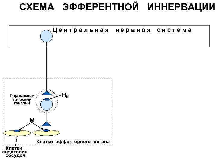 Схема эфферентной иннервации