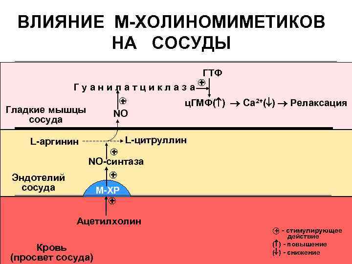 Н а м с влияние. М-холиномиметики влияние на сосуды. М холиномиметики сосуды тонус. Действие холиномиметиков на сосуды. Влияние м-холиномиметиков на гладкую мускулатуру.