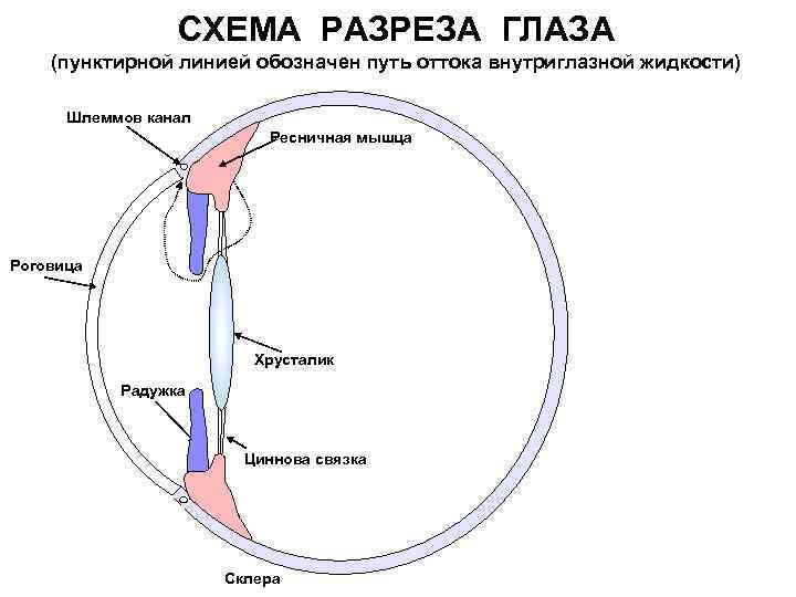 Схема оттока внутриглазной жидкости