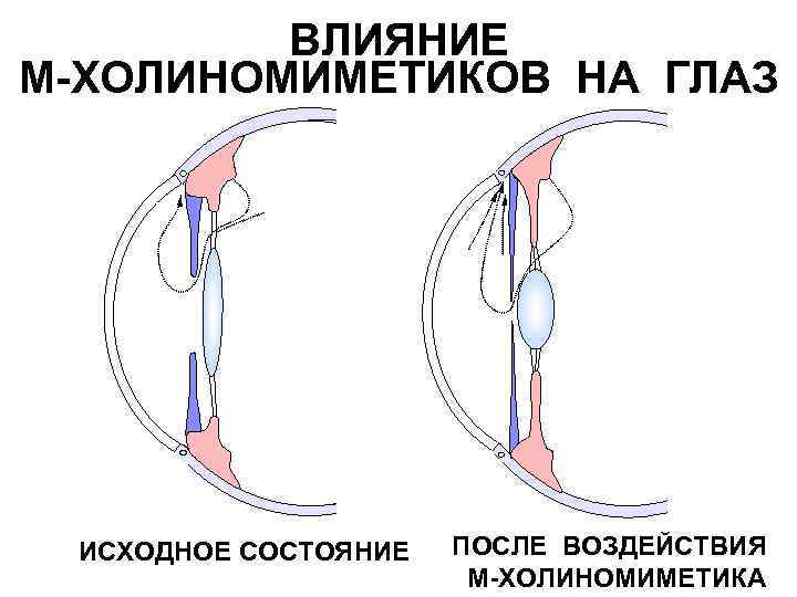 Механизм действия м холиномиметиков. Влияние холиномиметиков на глаз. Механизм действия м холиномиметиков при глаукоме. Механизм действия м холиномиметиков на глаз. Влияние м,н-холиномиметиков на глаза.